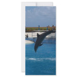 Diving Dolphin Full Color Rack Card