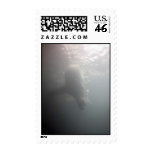 Diving Fur Seal stamp 2