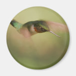 Diving In Refrigerator Magnet