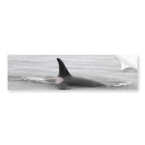 Diving Orca Bumper Stickers