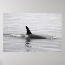 Diving Orca Poster