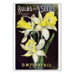 vintage, daffodils, seed, catalog