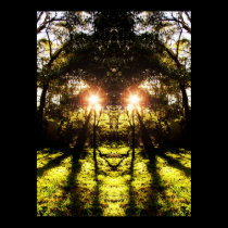 DMT 'AURUS Forest Poster posters