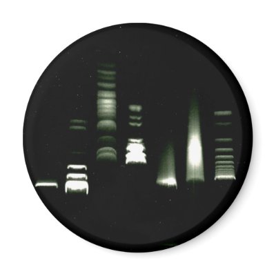 DNA Gel Electrophoresis Magnet by Justin_Directory