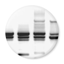 DNA Gel magnets by SuperBug DNA Gel magnets