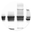 DNA Gel stickers by SuperBug DNA Gel stickers