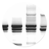 DNA Gel stickers by SuperBug DNA Gel stickers