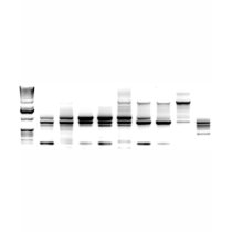 DNA Gel t-shirts by SuperBug DNA Gel t-shirts