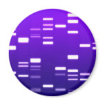 DNA Genetic Code Purple Magnets