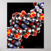 DNA molecule. Molecular model of DNA Poster
