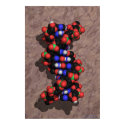DNA on Stone posters
