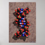 DNA on Stone Print