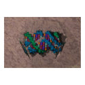 DNA Paperweight posters