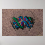 DNA Paperweight Poster