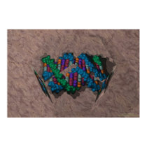 DNA Paperweight posters by ChemicalGraphics DNA Paperweight posters