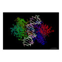 DNA Protein Complex posters