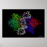 DNA Protein Complex Poster