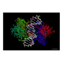 DNA Protein Complex posters