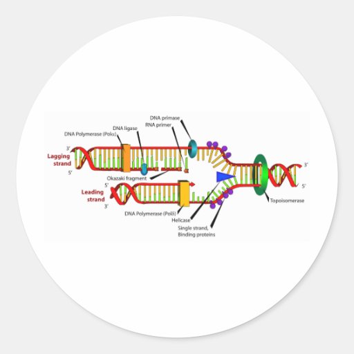 DNA replication Classic Round Sticker Zazzle