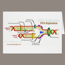 DNA Replication cards