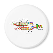 DNA replication Magnets