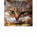 Do I Care (women's) t-shirts