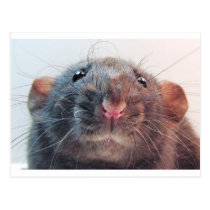 Do I Have Your Attention? postcards