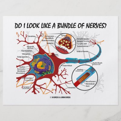 a bundle of nerves