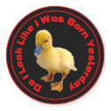 Do I look like I was born Yesterday Sticker by burntright Do I look like I was born Yesterday Sticker