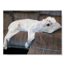 DO NOT DISTURB!..Dog Sleeping posters by Hilde DO NOT DISTURB!..Dog Sleeping posters