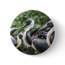 Do You Zoo? Straw-necked Ibis Pinback Buttons