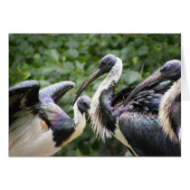 Do You Zoo? Straw-necked Ibis Greeting Cards