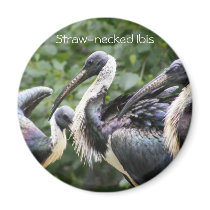 Do You Zoo? Straw-necked Ibis Refrigerator Magnets