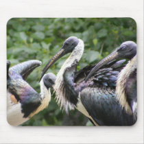 Do You Zoo? Straw-necked Ibis Mouse Pads