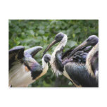 Do You Zoo? Straw-necked Ibis Post Cards