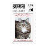Do your heart a favor...Adopt a Maine Coon Cat!