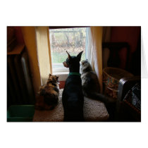 Doberman and Cats cards by Quequay Doberman and Cats cards