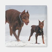 Doberman and Min Pin - LOOK! A Mini Me! Refrigerator Magnets