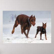 Doberman and Min Pin - LOOK! A Mini Me! Print