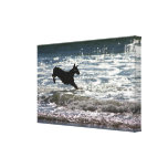 Doberman - Black - Ocean Leap Canvas Prints