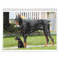 Doberman Calendar 2013 calendars
