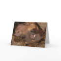 doberman cards