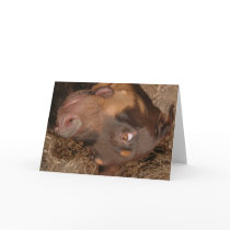 doberman cards by wolfmountainstudio doberman cards