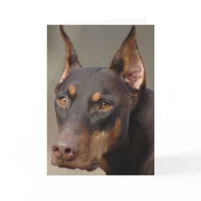 Doberman Greeting Cards by wolfmountainstudio