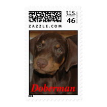 Doberman Dog Puppy, Doberman postage by wolfmountainstudio Doberman Dog Puppy, Doberman postage