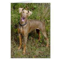 Doberman Fawn Rescue Card
