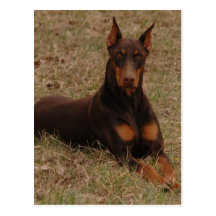 doberman Greetings Post Card