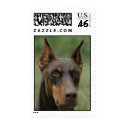 Doberman Head postage