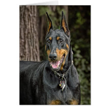 Doberman in Forest Cards