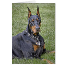 Doberman in Grass Card